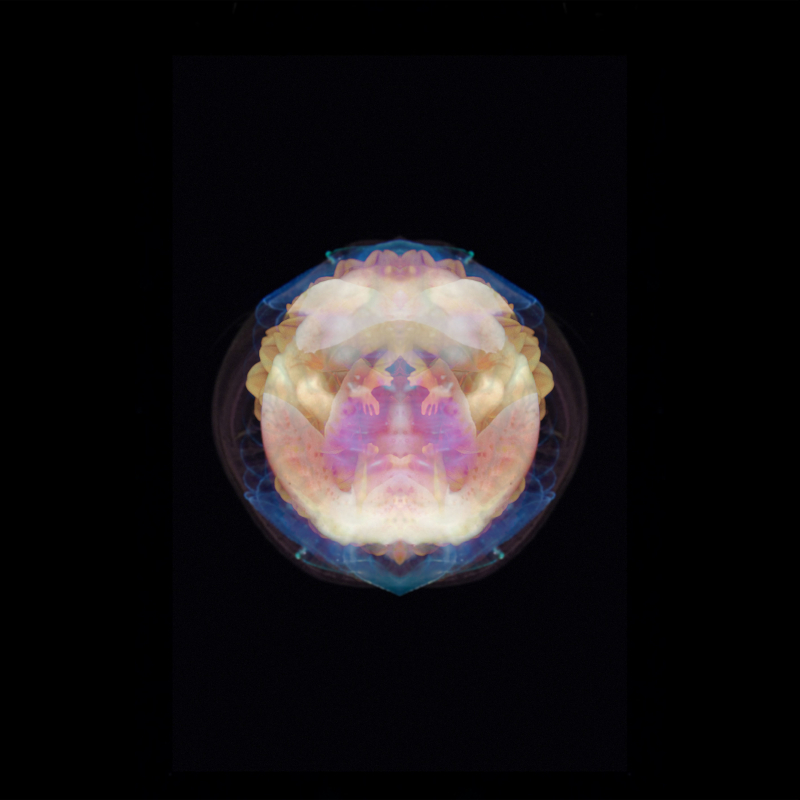 embryo4